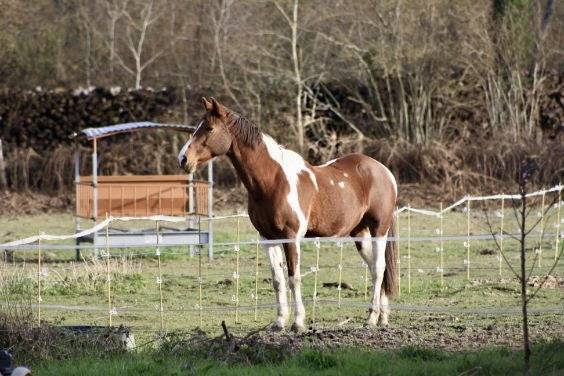 Jument ONC pie 15 ans &ndash; Loisir / Balade / Poulini&egrave;re 