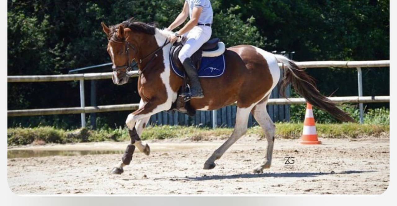 Jument ONC pie 15 ans &ndash; Loisir / Balade / Poulini&egrave;re 