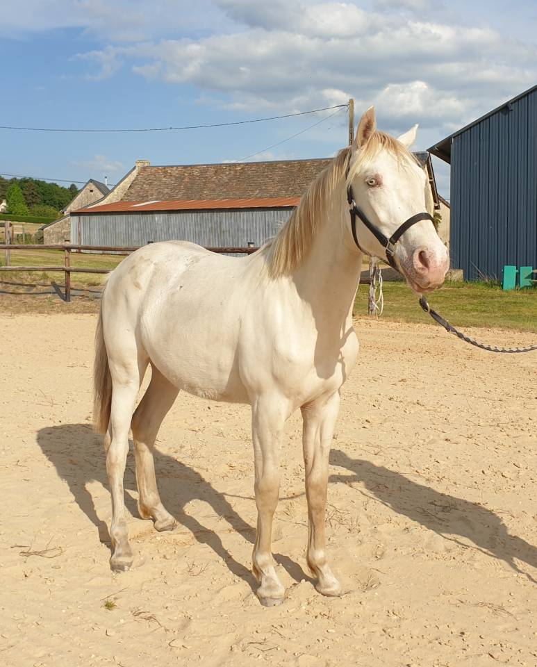 Poulain hongre Royal Belgium Palomino 