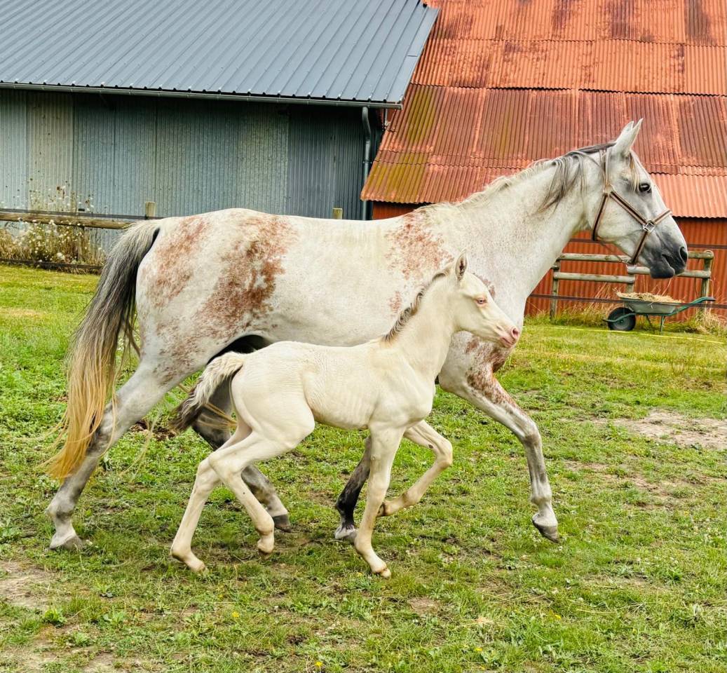 Poulain hongre Royal Belgium Palomino 