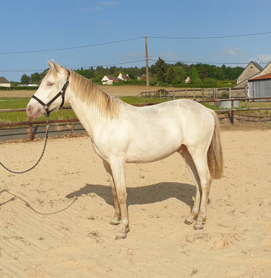 Poulain hongre Royal Belgium Palomino 