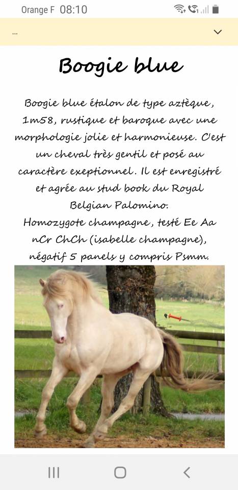 Poulain hongre Royal Belgium Palomino 