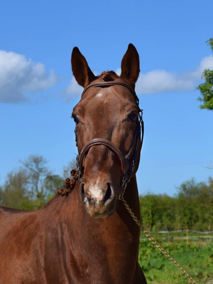 Lancelot d'Euro - 5 ans Grand D 