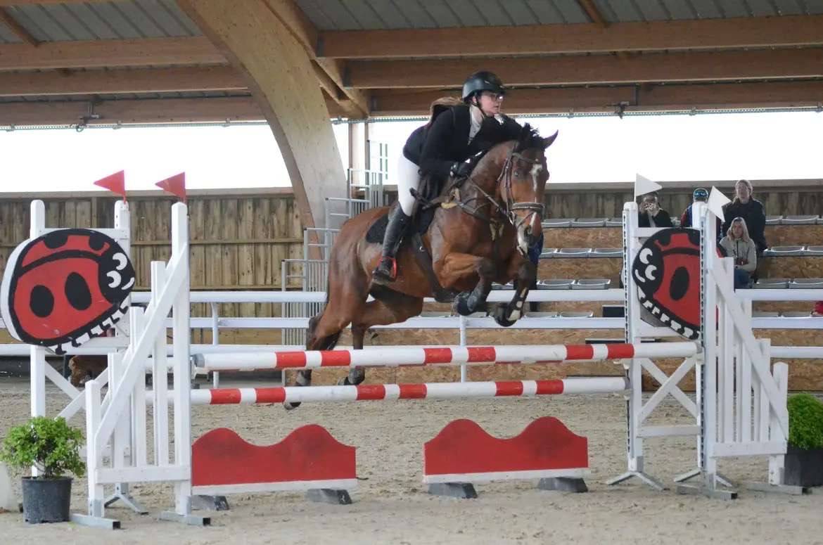 Pur-sang &agrave; vendre