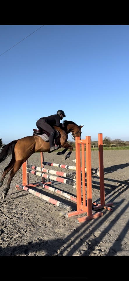 Pur-sang &agrave; vendre