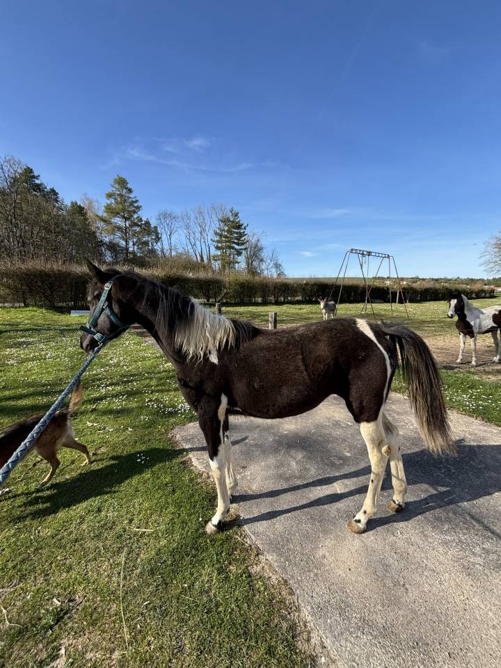 vente de poulain American Paint