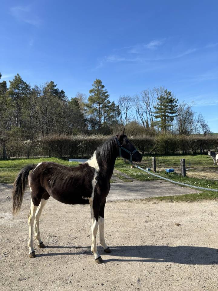 vente de poulain American Paint