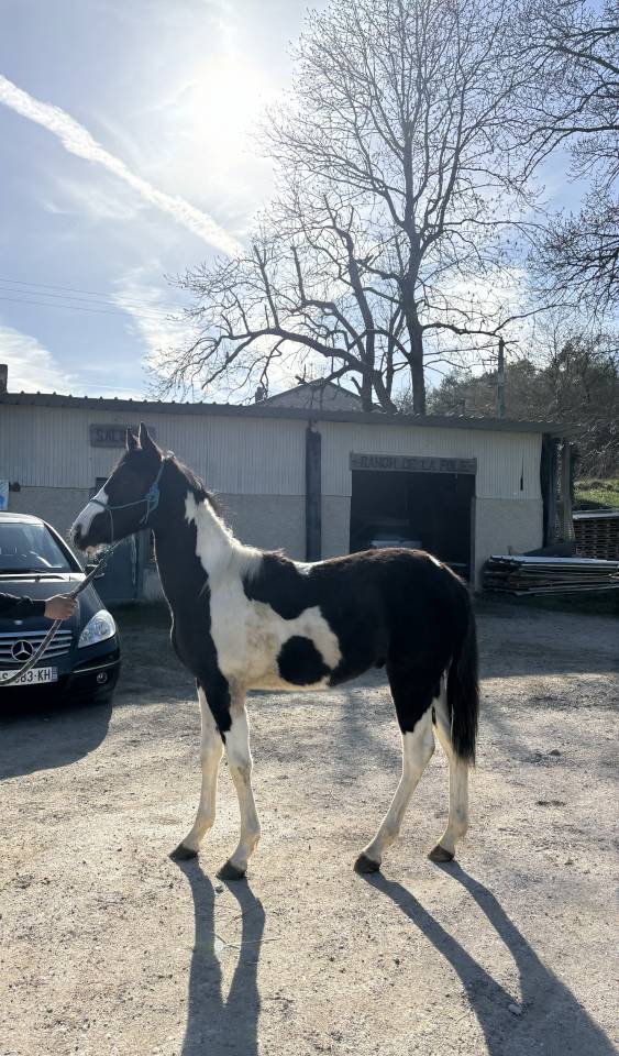 vente de poulain American Paint