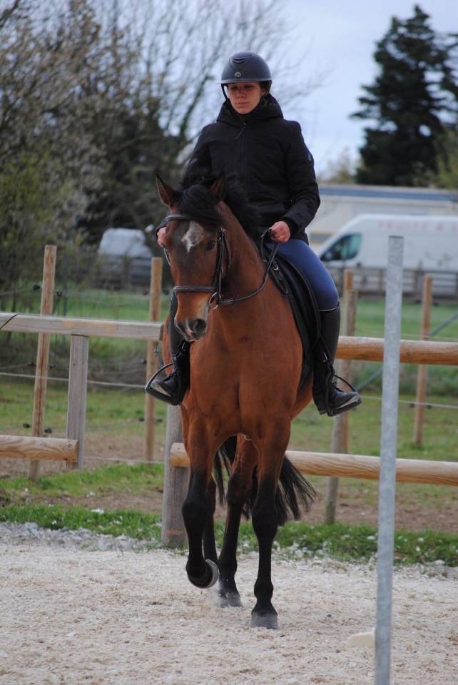  &Agrave; VENDRE : Senorito &ndash; Pure Race Espagnole