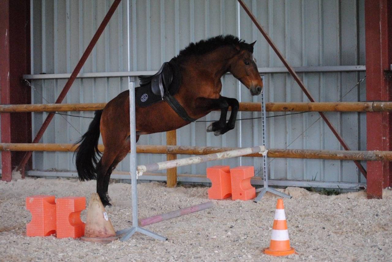  &Agrave; VENDRE : Senorito &ndash; Pure Race Espagnole