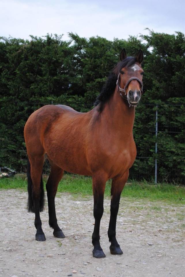  &Agrave; VENDRE : Senorito &ndash; Pure Race Espagnole