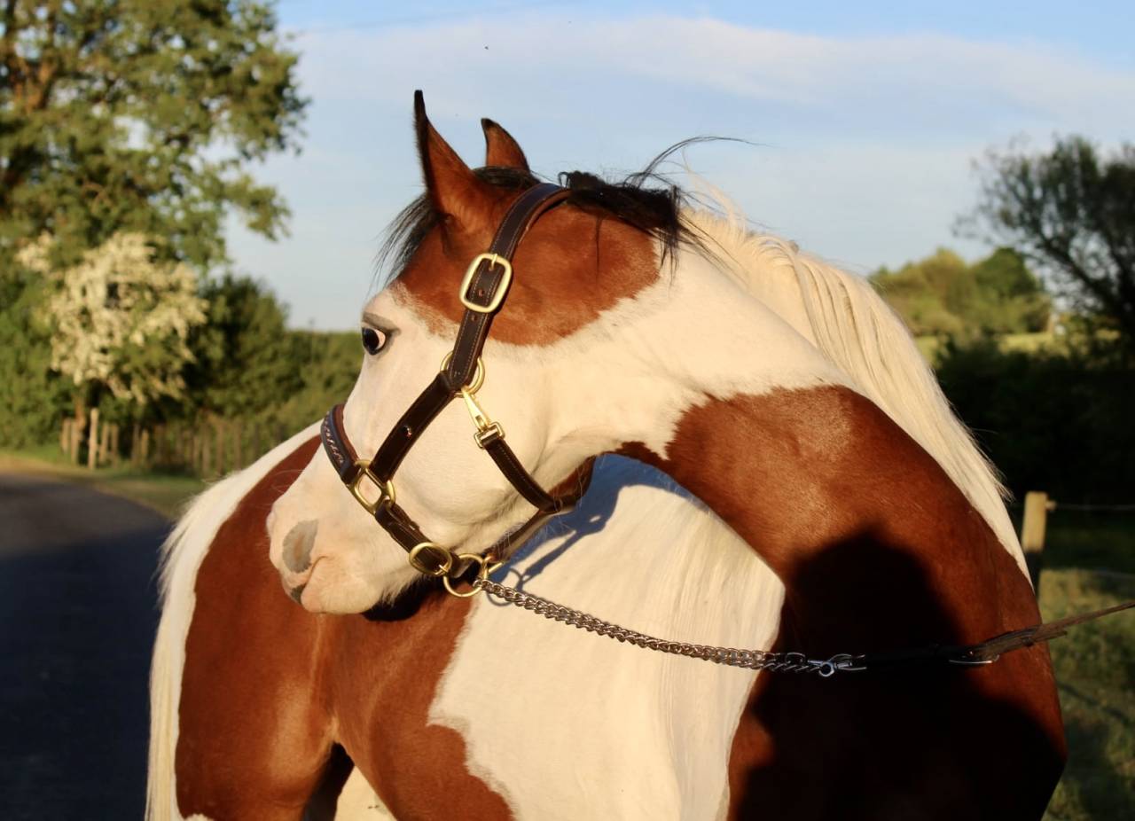 Ponette Welsh 3ans