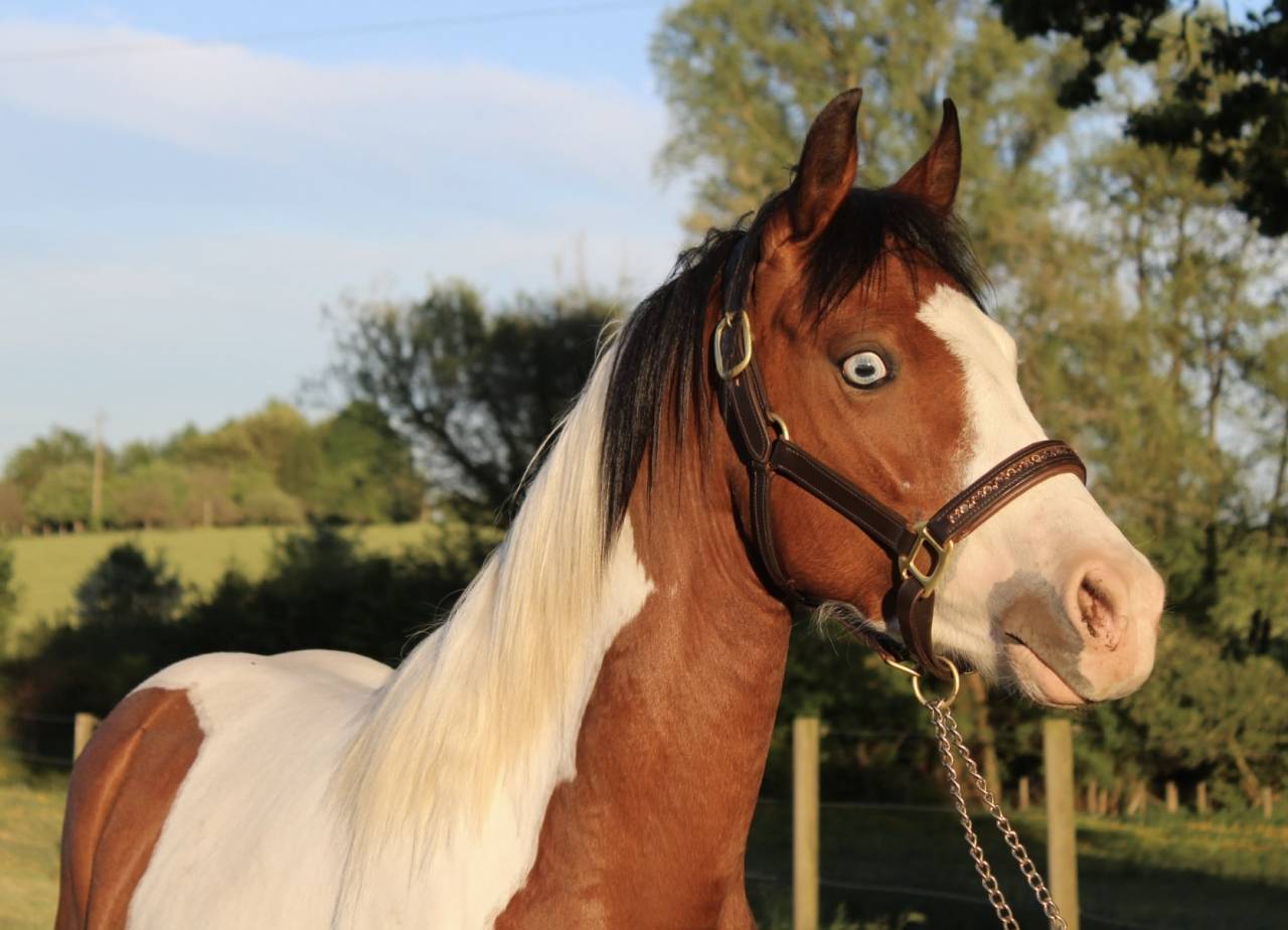 Ponette Welsh 3ans