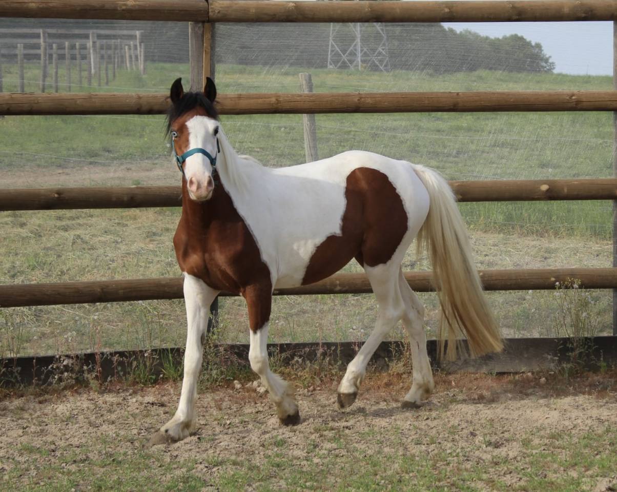 Ponette Welsh 3ans