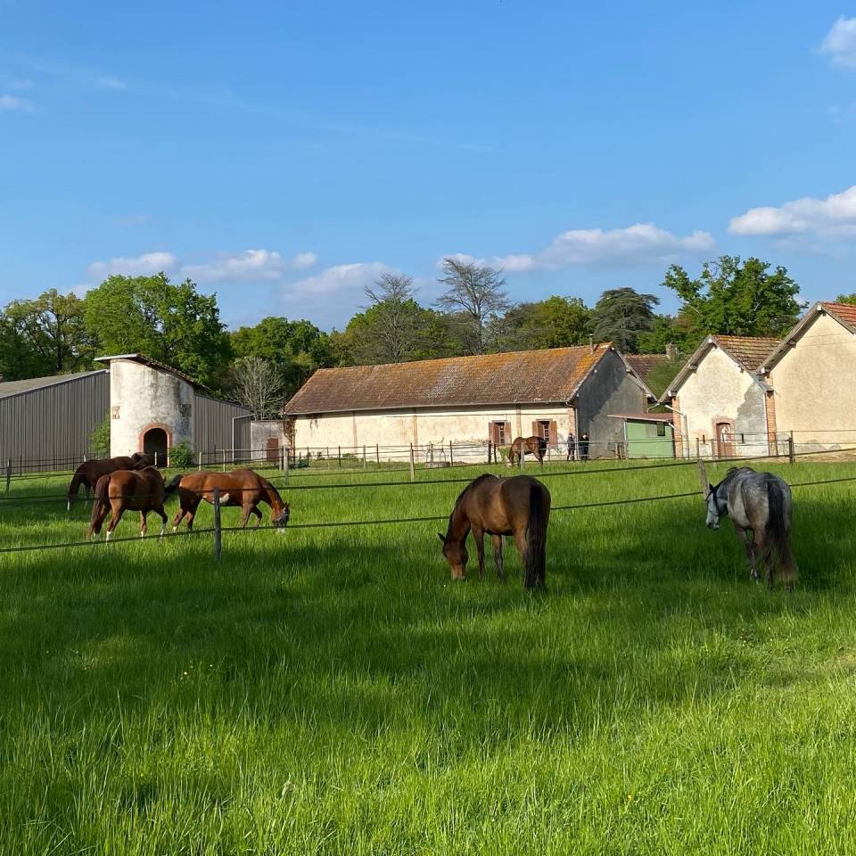 Pension box/paddocks et pr&eacute;