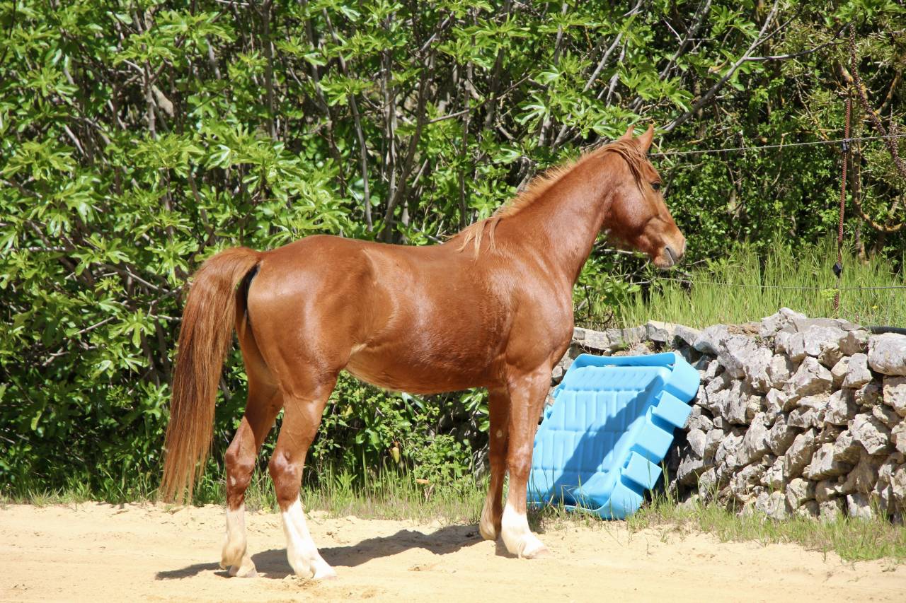 Poney 3ans femelle 