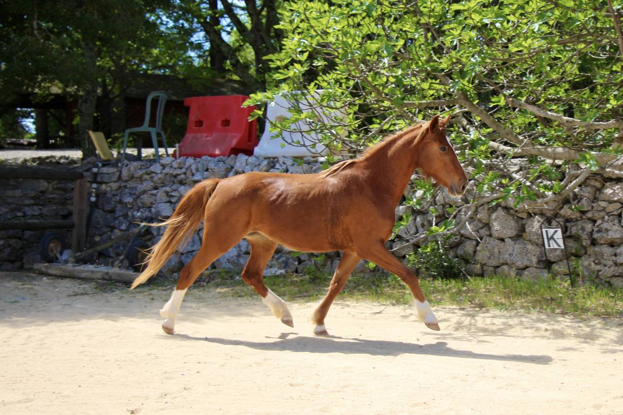 Poney 3ans femelle 