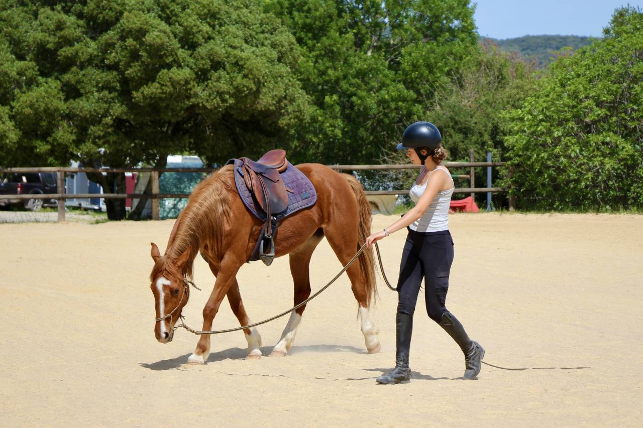 Poney 3ans femelle 