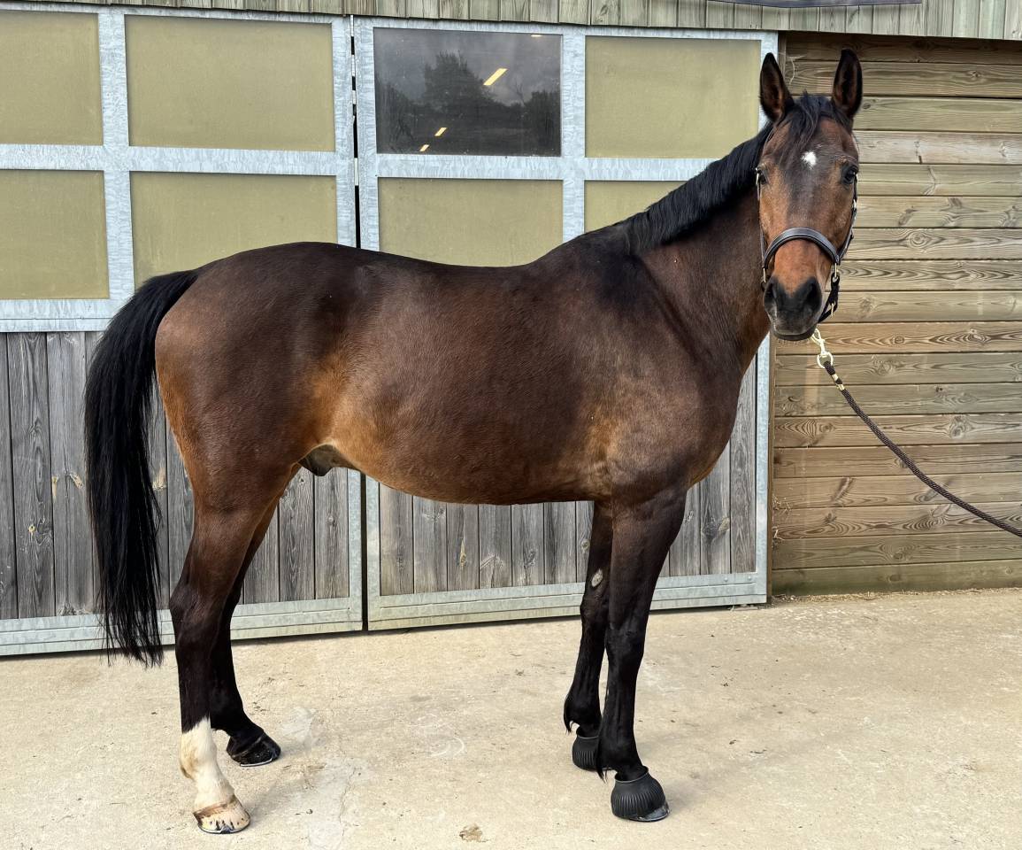 Cheval Hongre