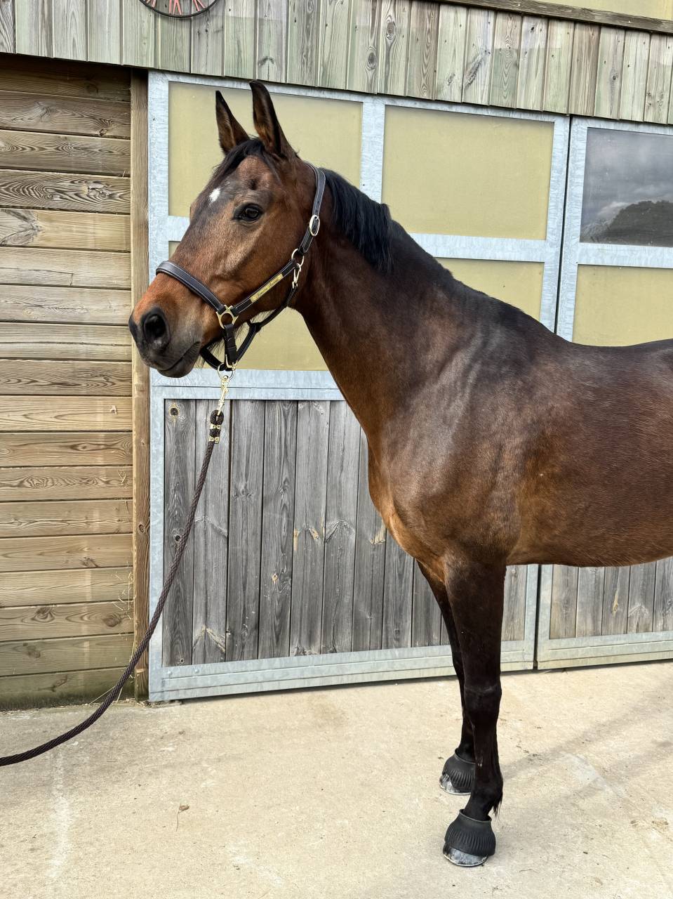 Cheval Hongre