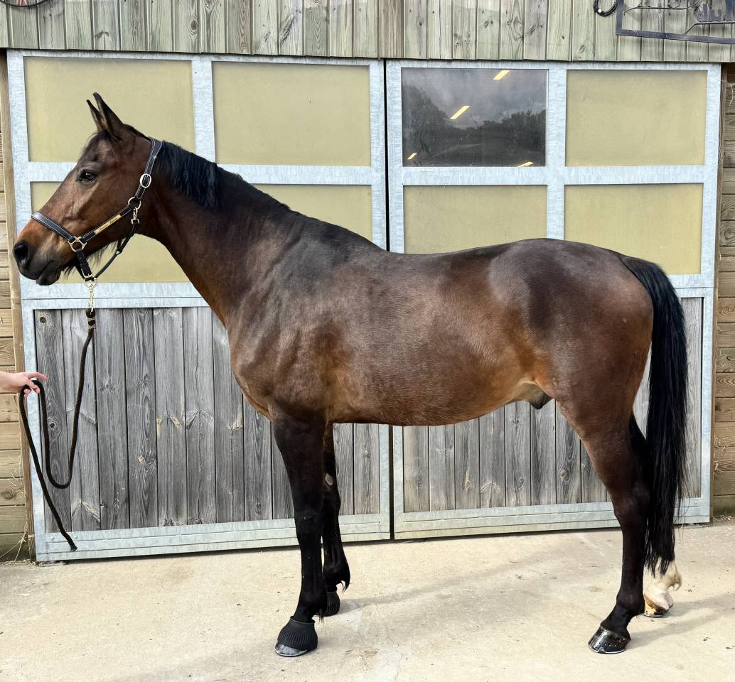Cheval Hongre