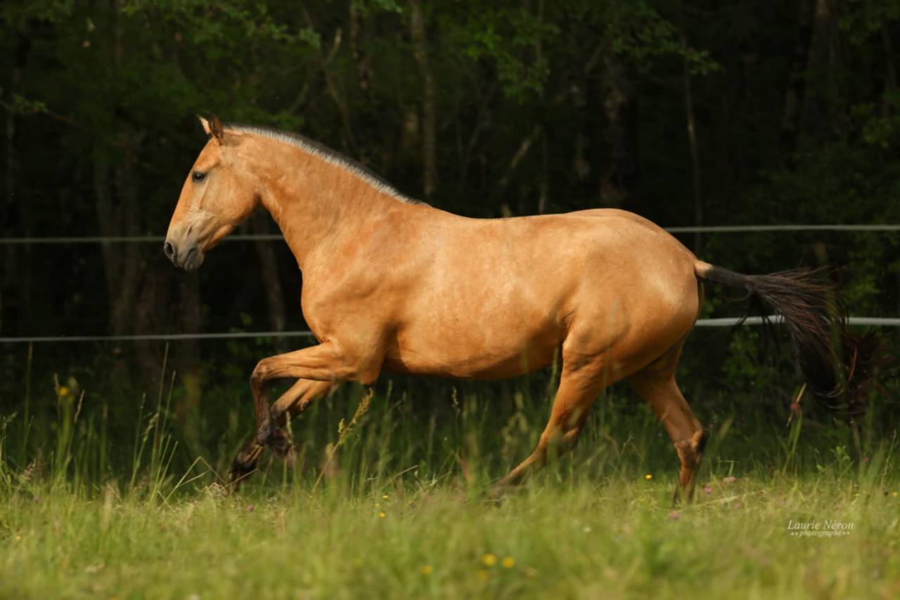 Elevage Lusitaniens en Auvergne