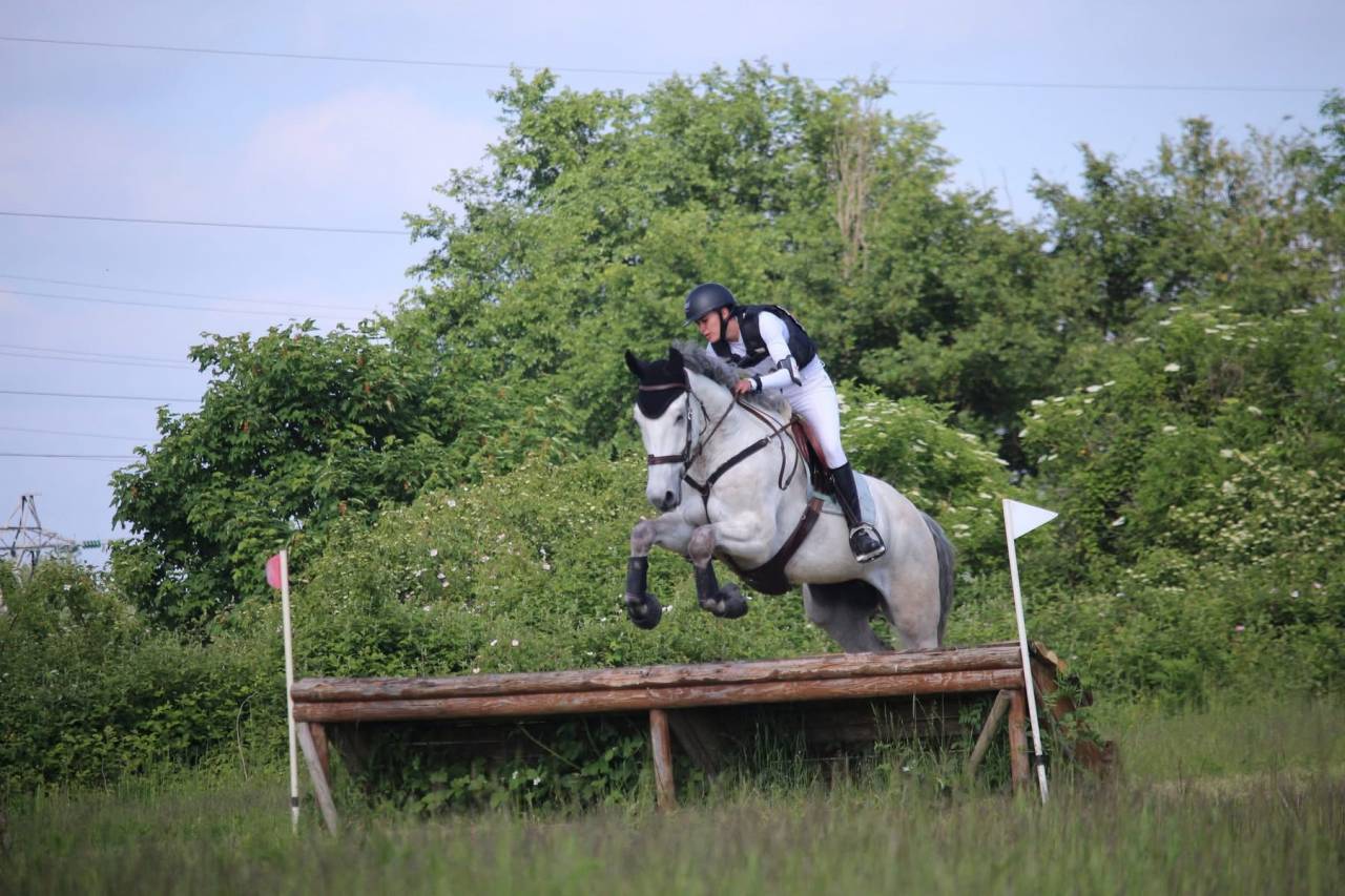 ✨ &Agrave; VENDRE &ndash; Jeune cheval d&rsquo;avenir ✨