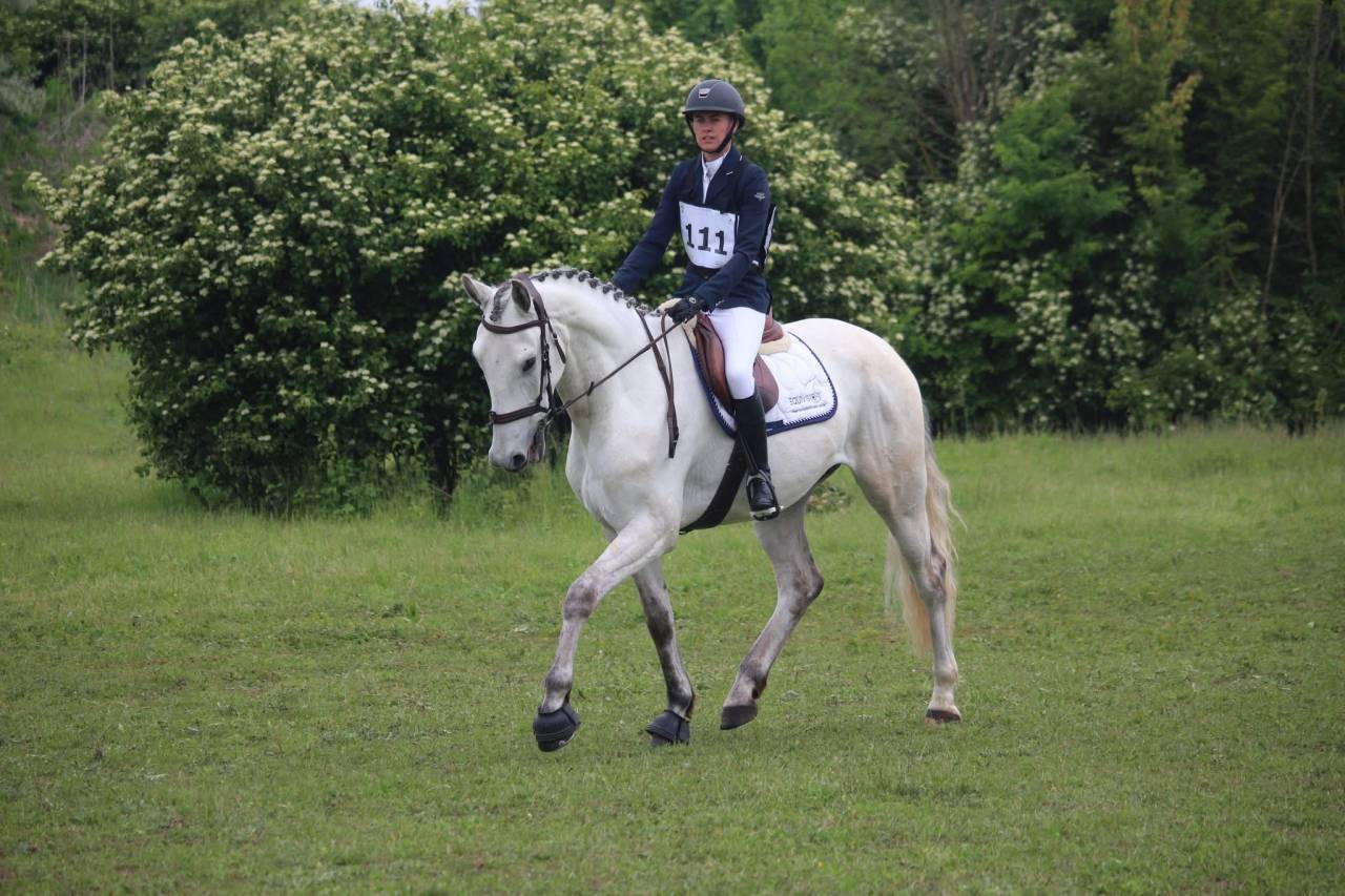 ✨ &Agrave; VENDRE &ndash; Jeune cheval d&rsquo;avenir ✨