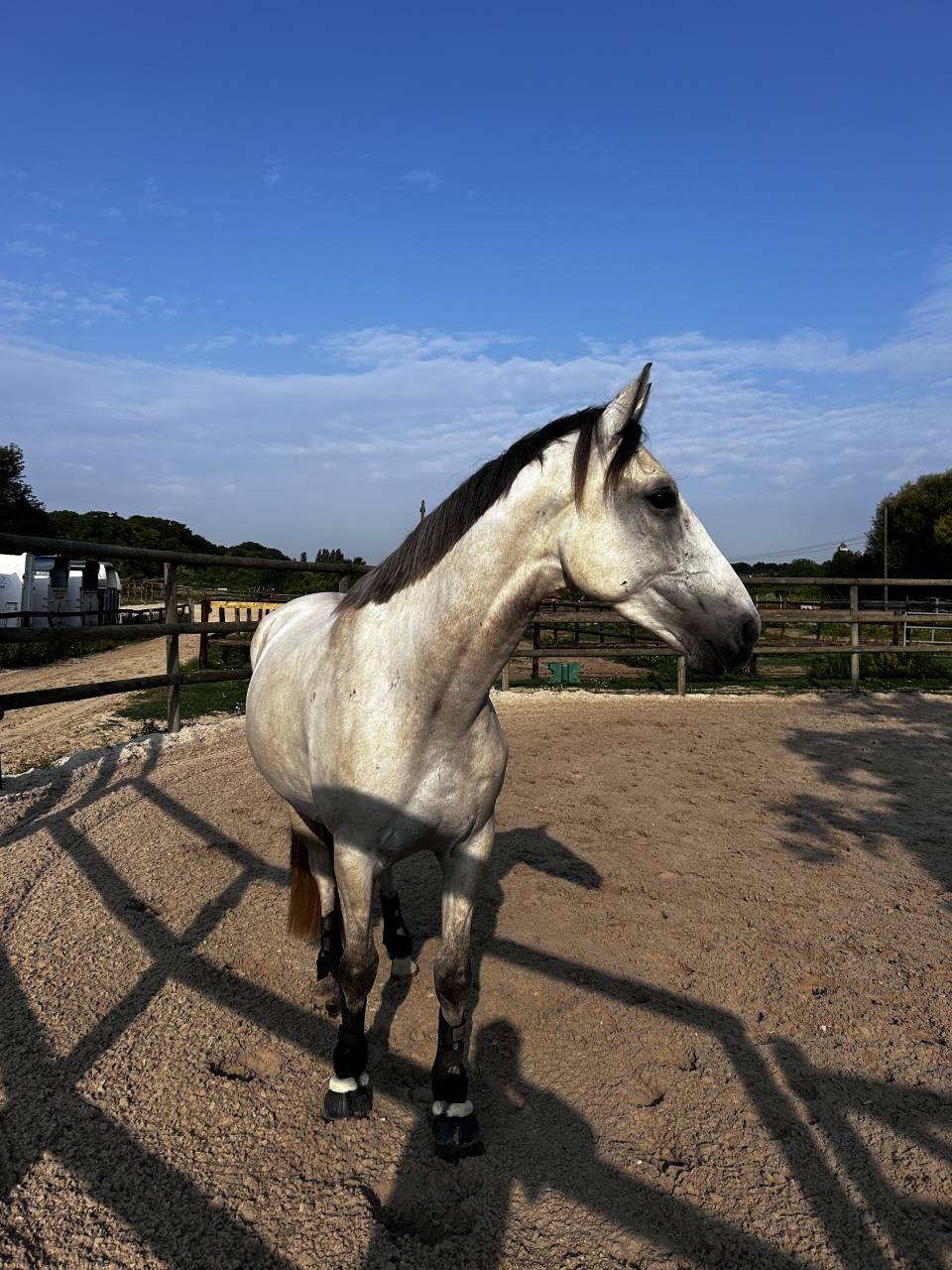 ✨ &Agrave; VENDRE &ndash; Jeune cheval d&rsquo;avenir ✨