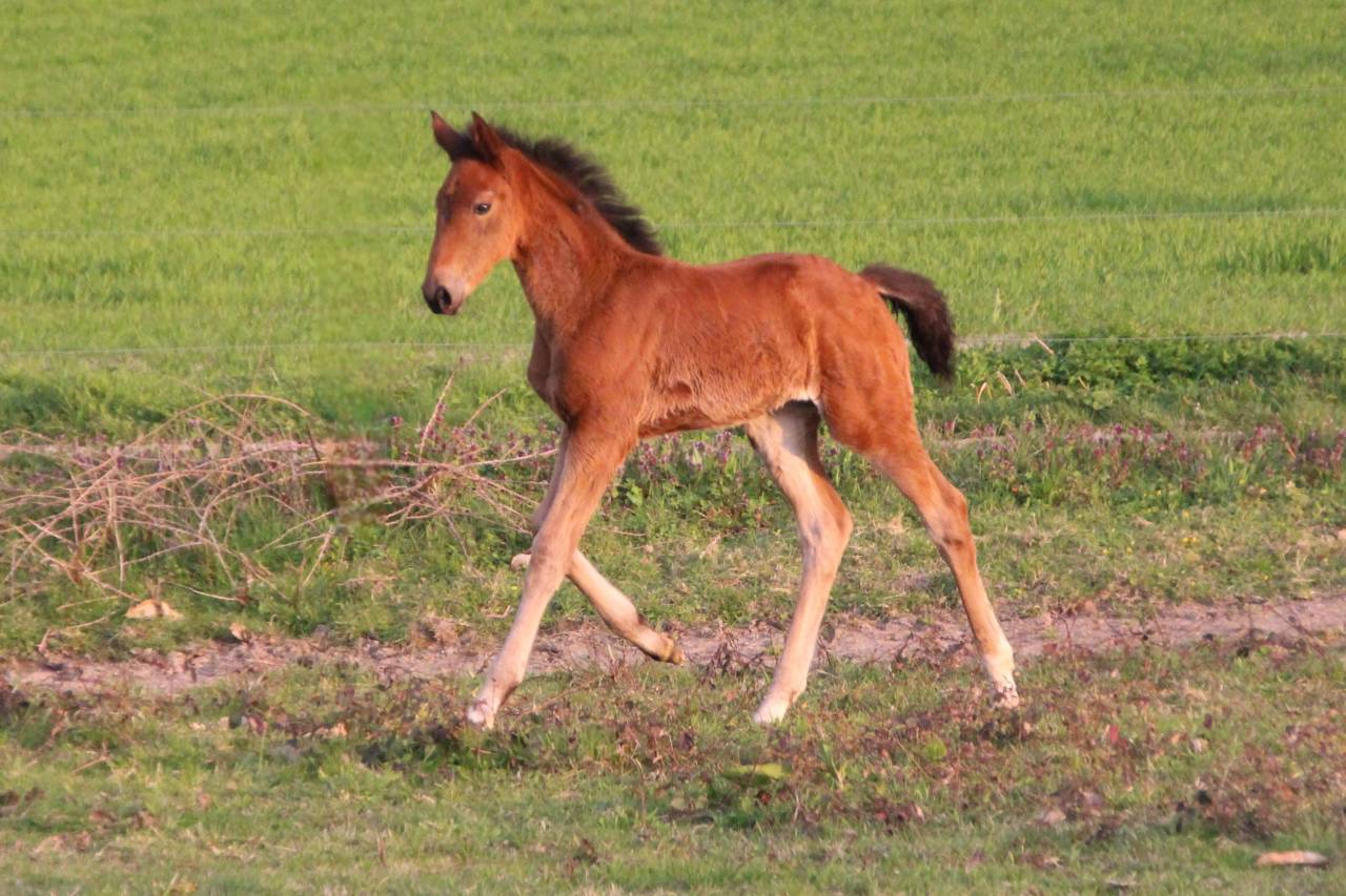 Pouliche oldenbourg dressage &agrave; vendre
