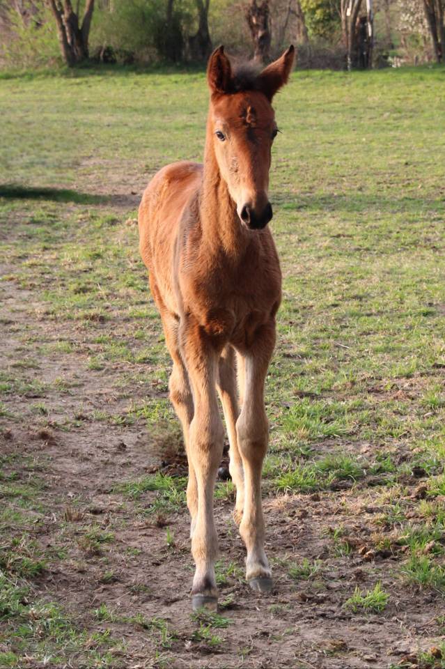 Pouliche oldenbourg dressage &agrave; vendre