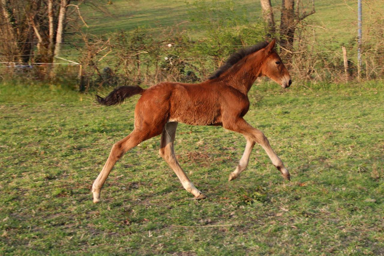 Pouliche oldenbourg dressage &agrave; vendre