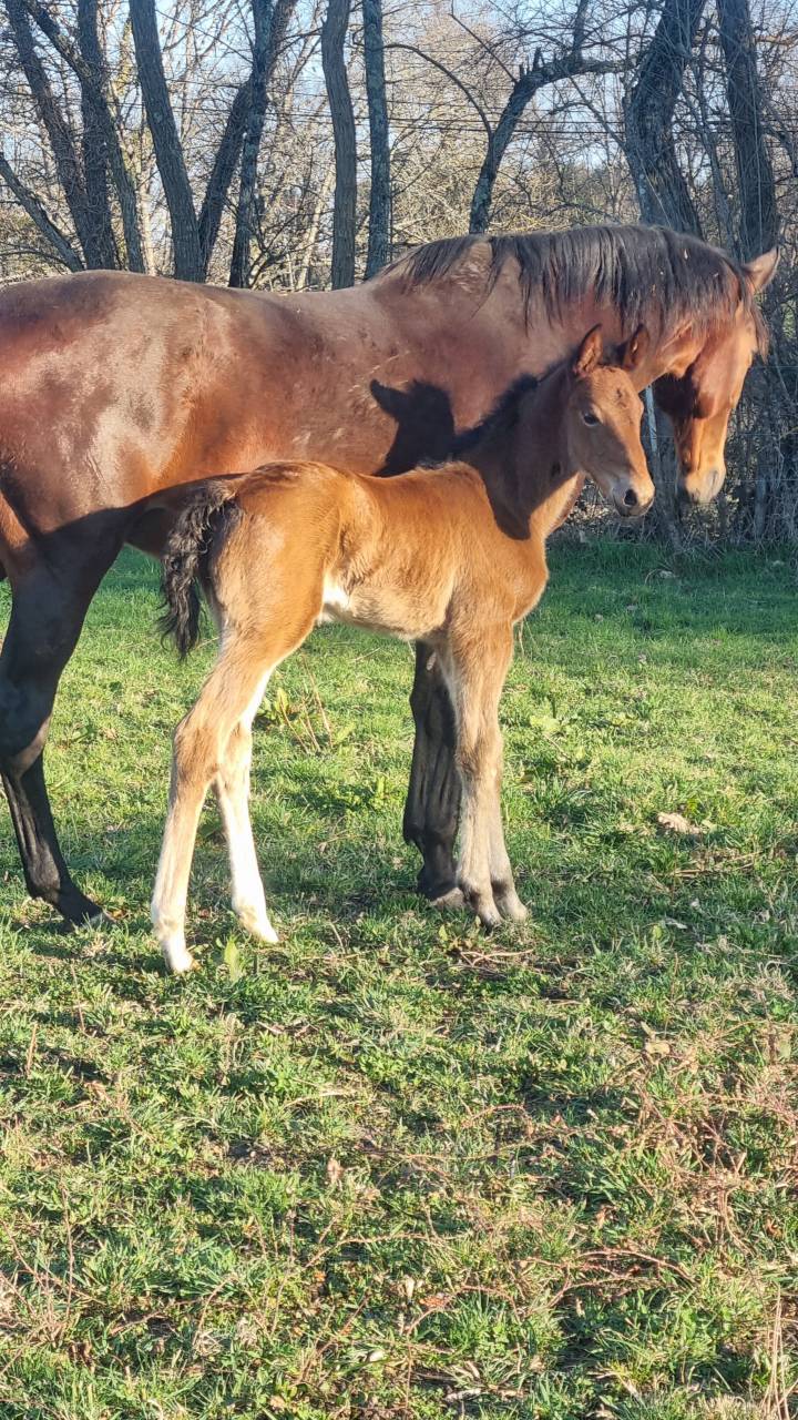 Pouliche oldenbourg dressage &agrave; vendre