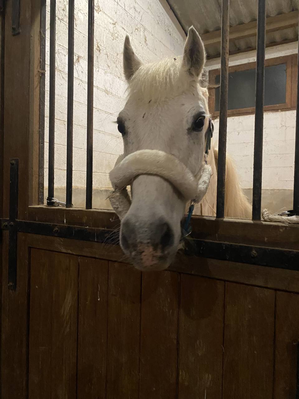 Poney onc 