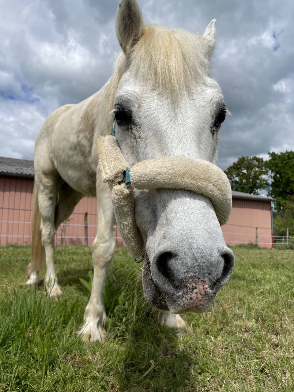 Poney onc 