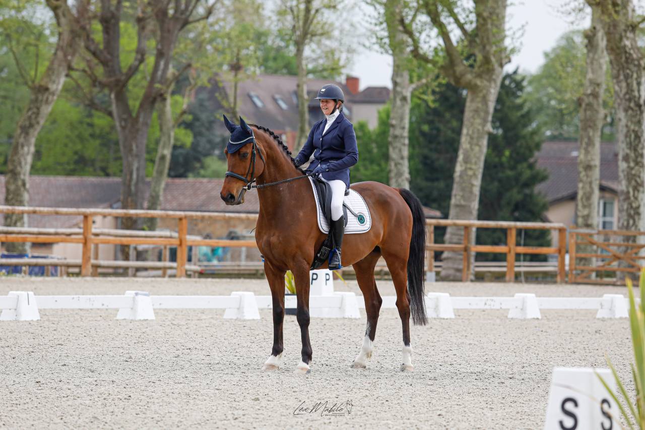 Chic hongre holsteiner 8 ans