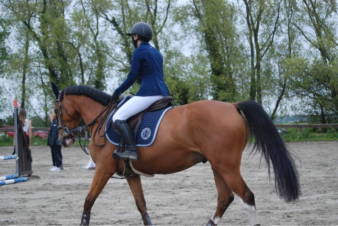 Hongre SBS &agrave; vendre 