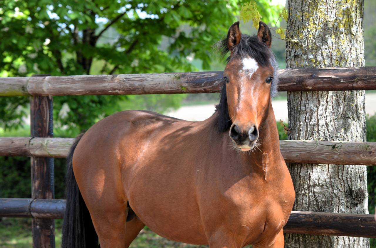 M&acirc;le PFS 2 ans par Champagne d'Ar Cus Top origines CSO 