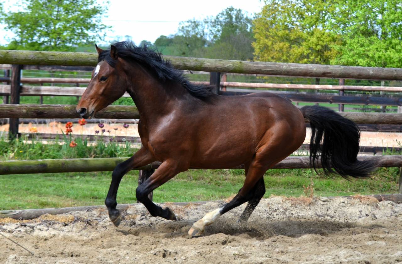M&acirc;le PFS 2 ans par Champagne d'Ar Cus Top origines CSO 