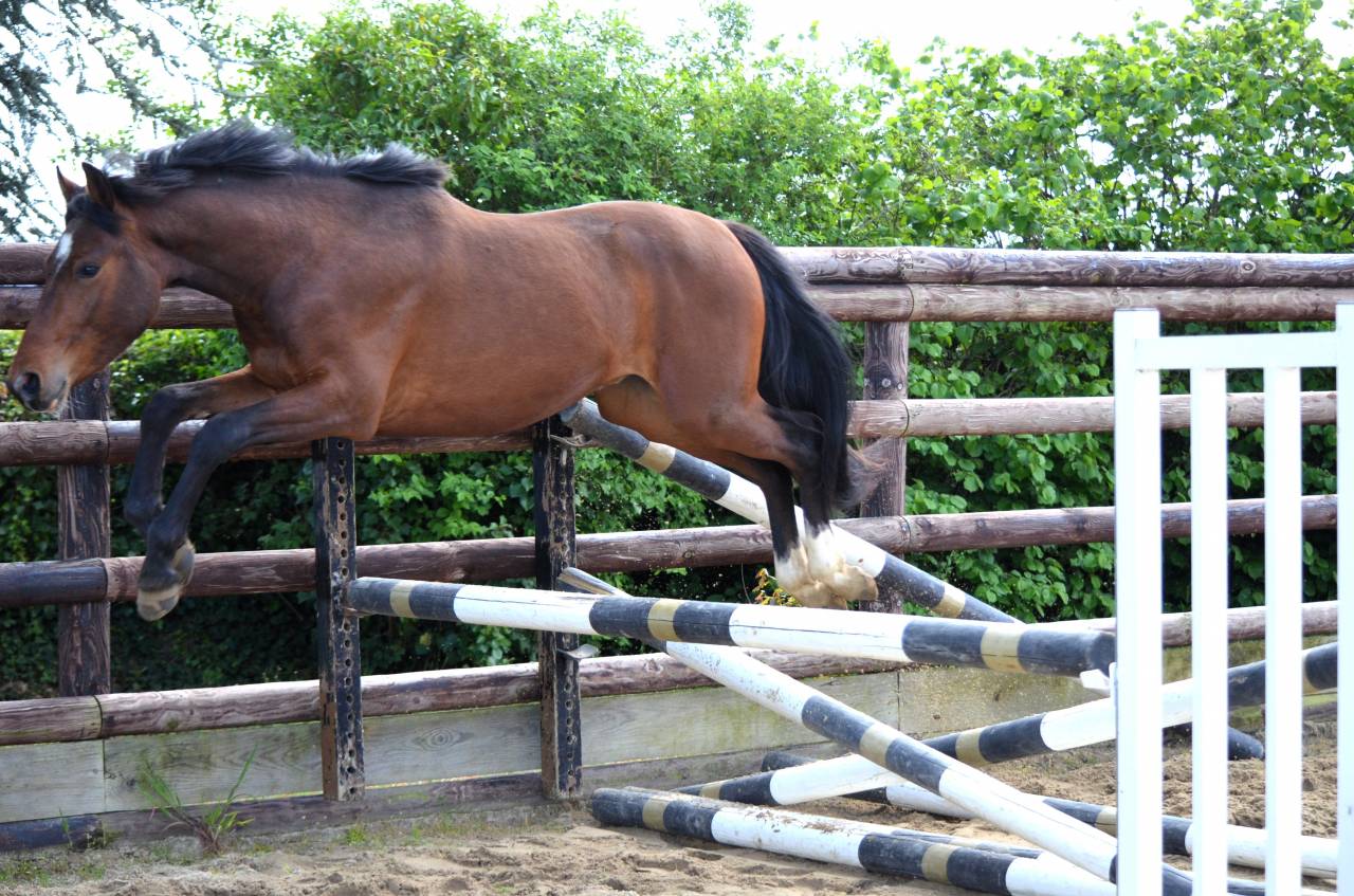 M&acirc;le PFS 2 ans par Champagne d'Ar Cus Top origines CSO 
