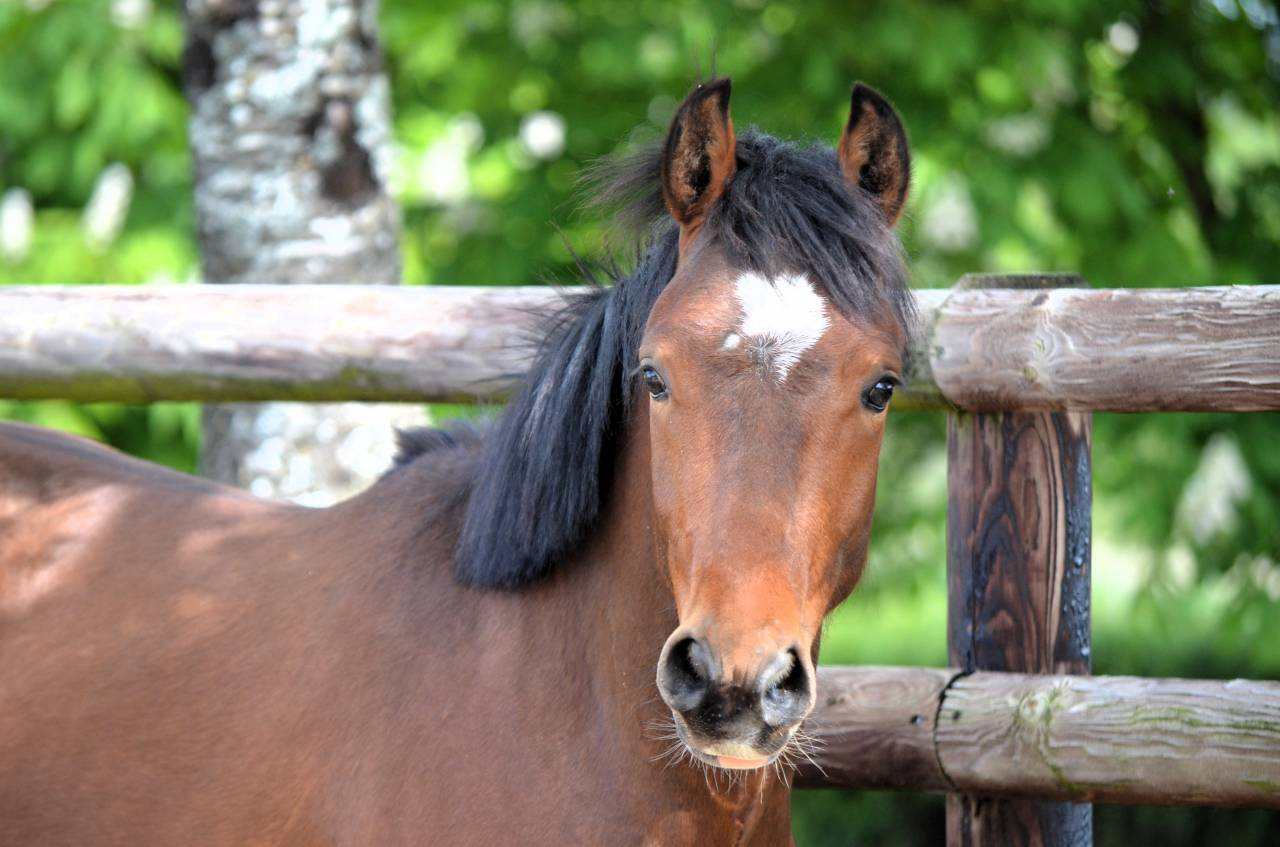 M&acirc;le PFS 2 ans par Champagne d'Ar Cus Top origines CSO 