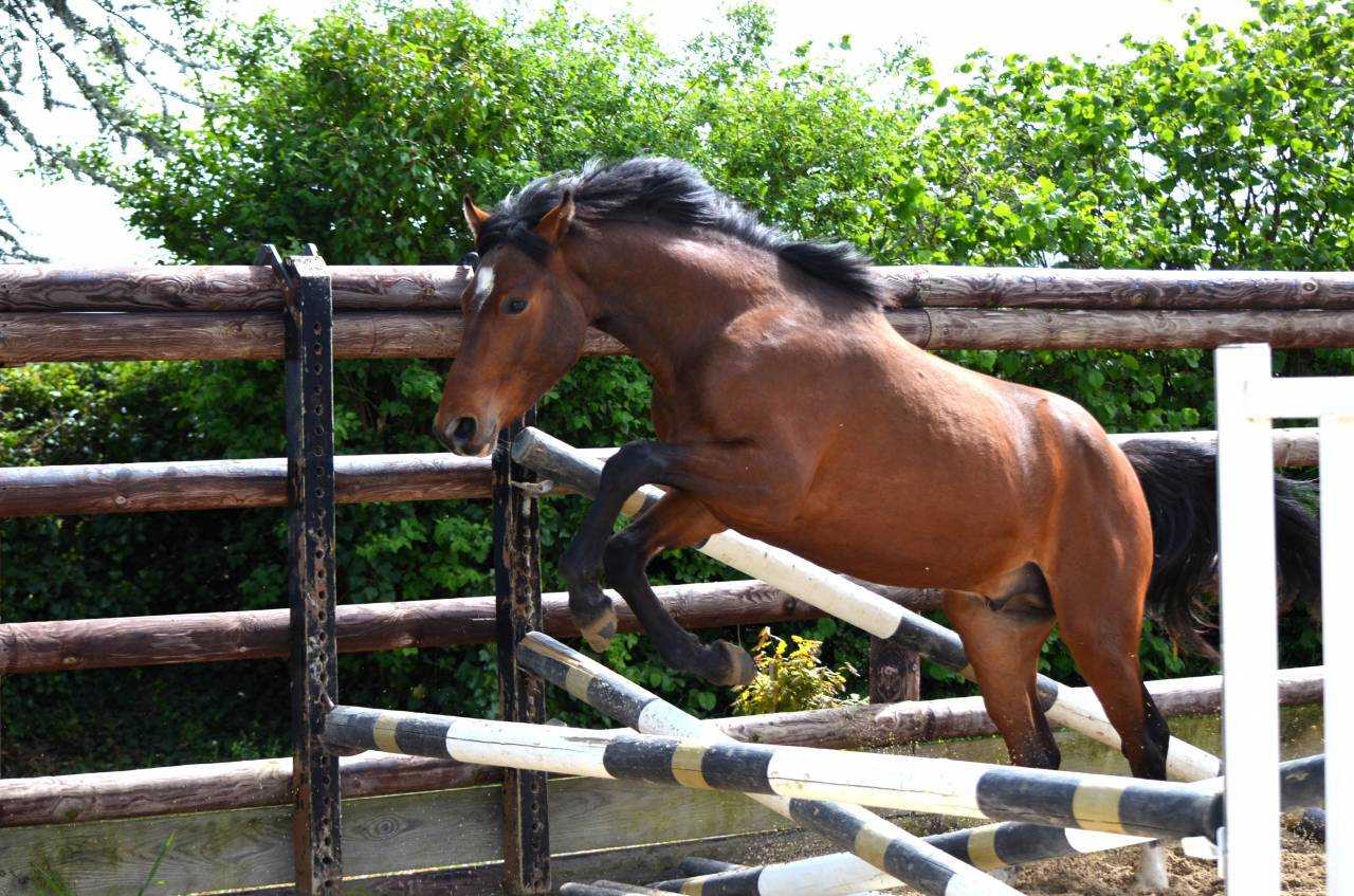 M&acirc;le PFS 2 ans par Champagne d'Ar Cus Top origines CSO 