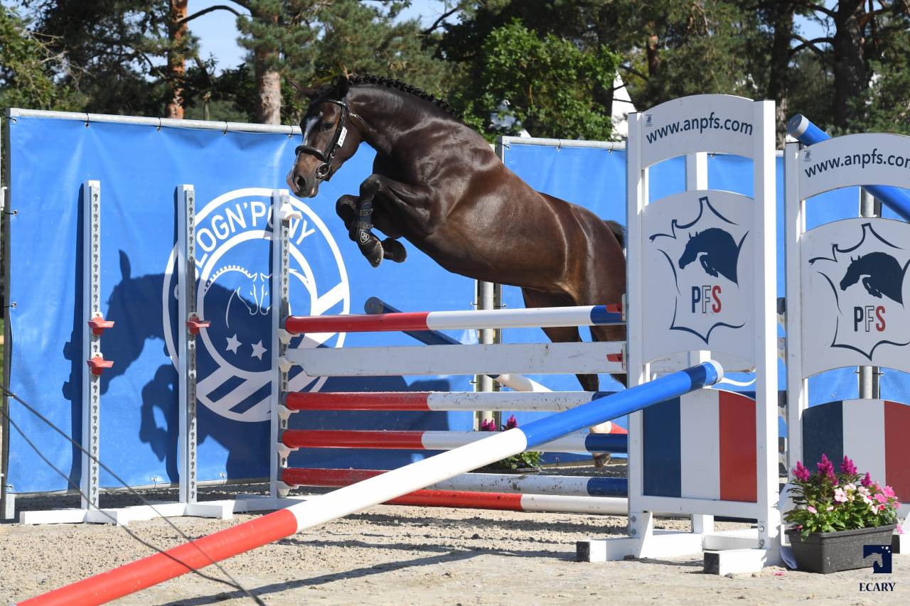M&acirc;le PFS 2 ans par Champagne d'Ar Cus Top origines CSO 