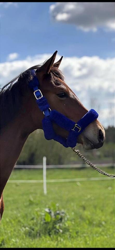 Poulain m&acirc;le selle francais 