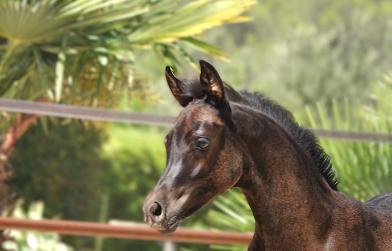 Homozygous black Arabian filly 2025
