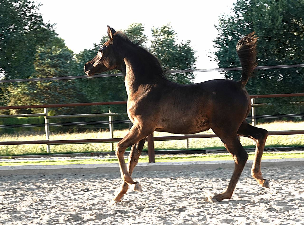 Homozygous black Arabian filly 2025