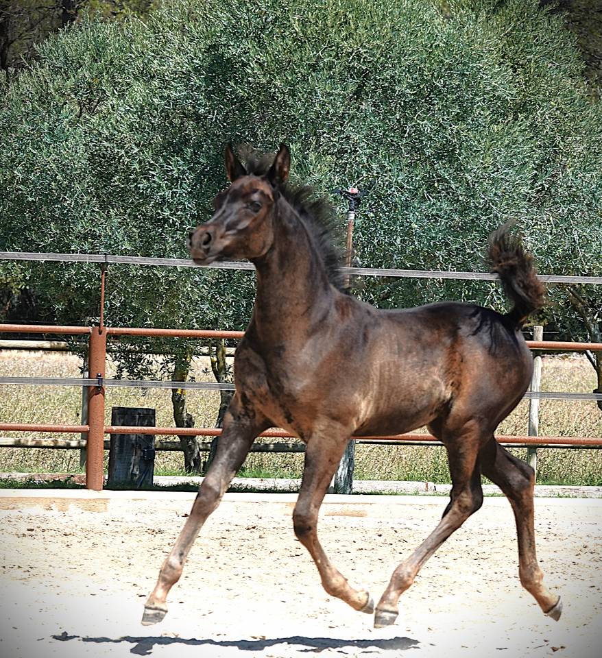 Homozygous black Arabian filly 2025