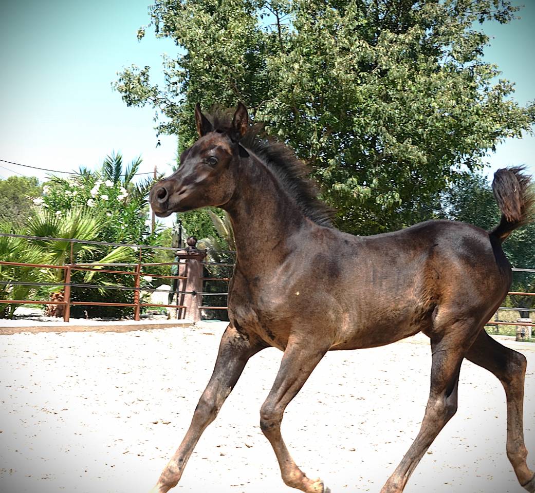 Homozygous black Arabian filly 2025