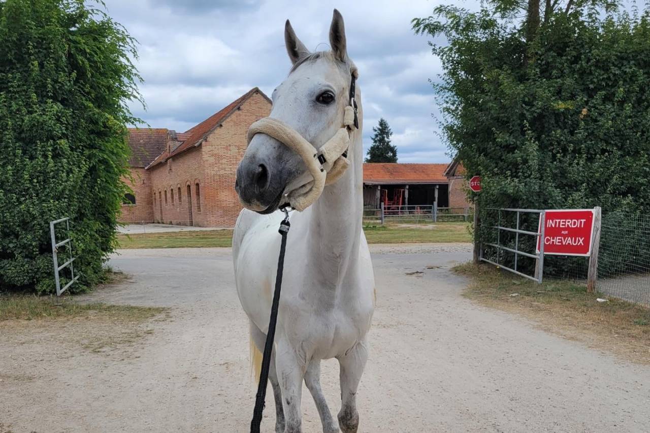 Cheval horse ball &agrave; vendre 