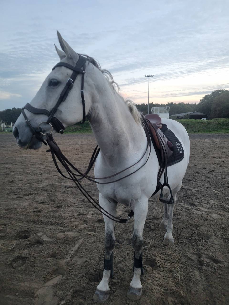 Cheval horse ball &agrave; vendre 